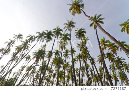 Hawaii Molokai Island Kapuaiwa Palm Forest Hawaii Molokai Island Kapuaiwa Palm Forest 7273187