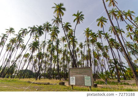 Hawaii Molokai Island Kapuaiwa Palm Forest Guide Board 7273188