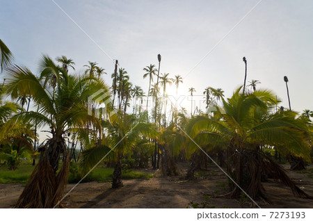 夏威夷莫洛凱島Kapuaiwa Palm Lin背光 7273193