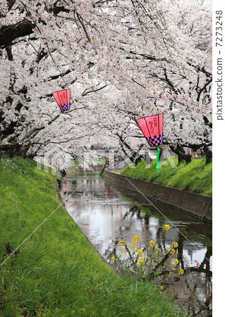 Cherry blossom tunnel 7273248