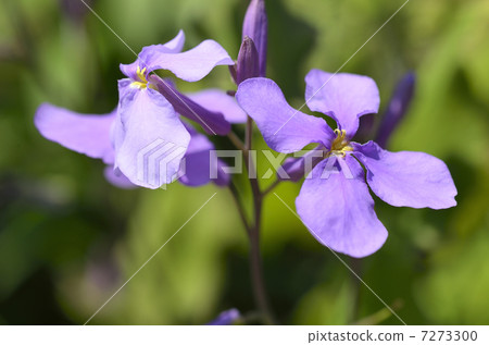 Murasakihanana(紫色綠色花) Murasakihanana(紫色綠色花) 7273300