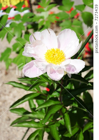 Yachiyo camellia Yachiyo camellia 7273439