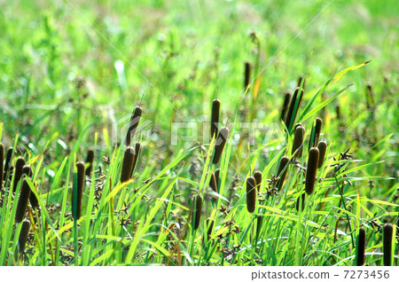 Gama的耳朵 7273456