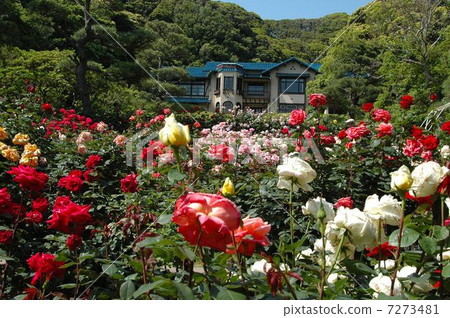 Kamakura Literature Museum Rose in the garden 7273481