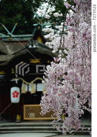 春天平原神社 7273528