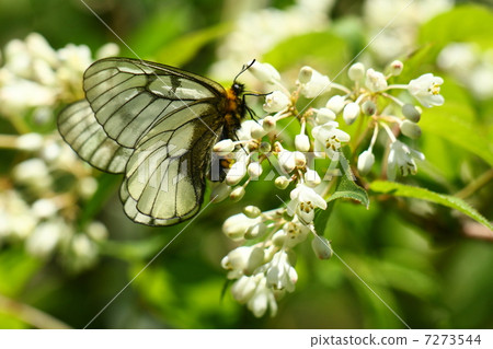 烏蘇巴族 烏蘇巴族 7273544