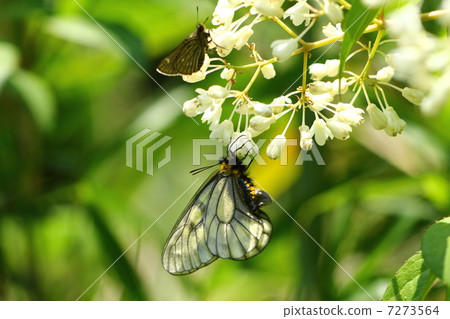 烏蘇巴族 7273564