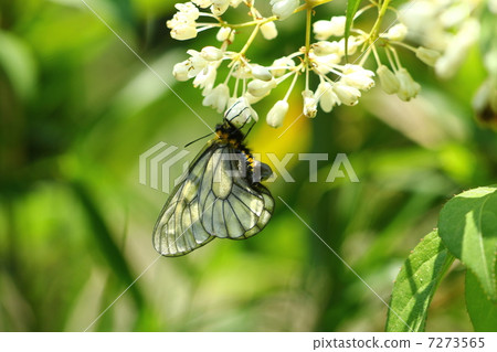 烏蘇巴族 烏蘇巴族 7273565