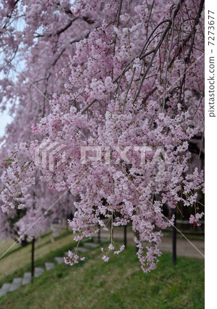 半樹路徑，分支櫻桃樹 7273677