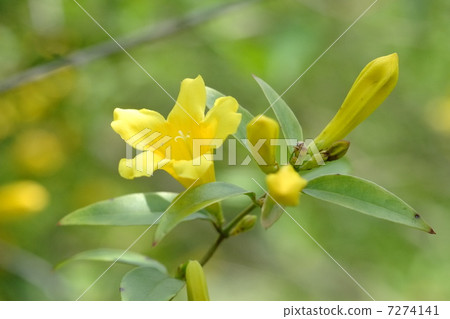 Carolina jasmine Carolina jasmine 7274141