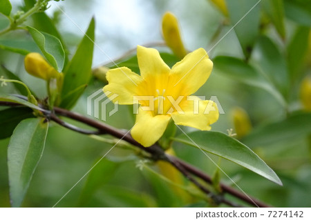 Carolina jasmine Carolina jasmine 7274142