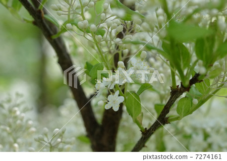 Sawafutagi Sawafutagi 7274161