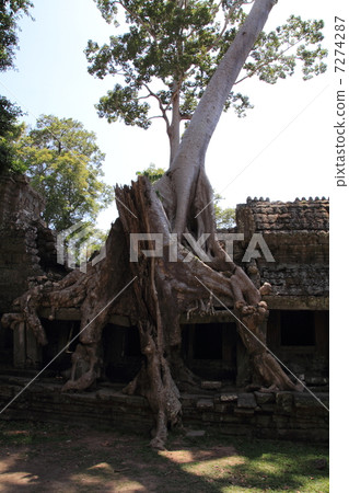 A large tree of Preia Kang 7274287