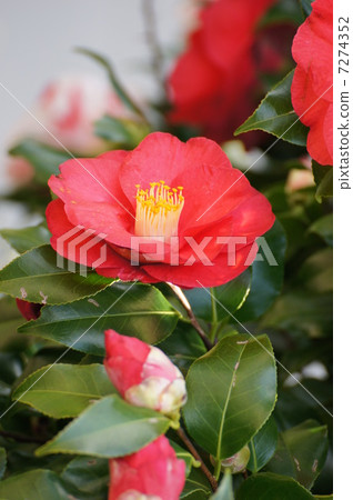 Camellia red color vertical 7274352