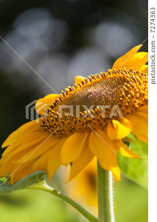 sunflower	 7274363