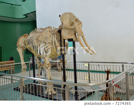 Specimen of Asian elephant (Animal Science Museum of Chiba City Zoological Park) 7274365