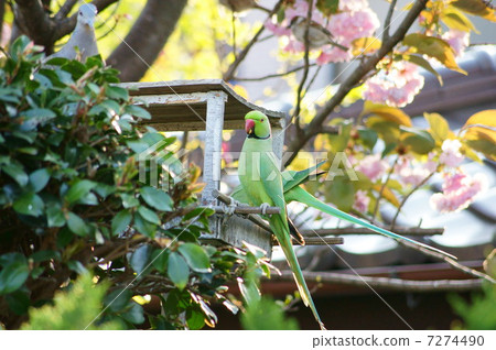 Wild flower bamboo parakeet lover who loves cherry honey (Tsukinoiwa parakeet) Wild flower bamboo parakeet lover who loves cherry honey (Tsukinoiwa parakeet) 7274490