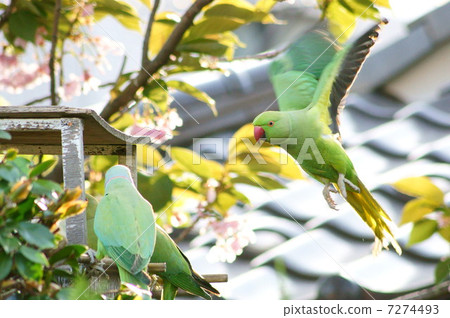 Wild flower bamboo parakeet lover who loves cherry honey (Tsukinoiwa parakeet) Wild flower bamboo parakeet lover who loves cherry honey (Tsukinoiwa parakeet) 7274493