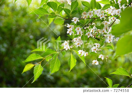 五月花Egonoki / Ekonoki家族26 7274558