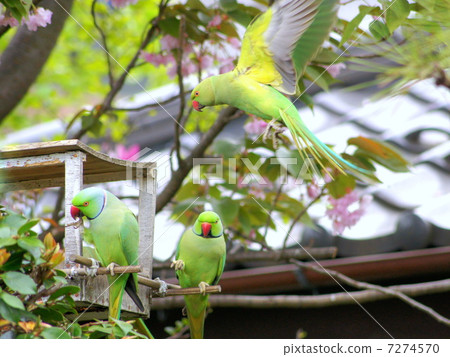 Wild flower bamboo parakeet lover who loves cherry honey (Tsukinoiwa parakeet) Wild flower bamboo parakeet lover who loves cherry honey (Tsukinoiwa parakeet) 7274570