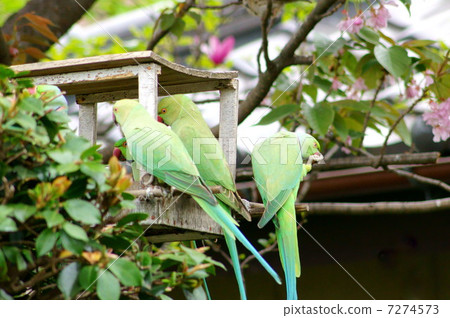 Wild flower bamboo parakeet lover who loves cherry honey (Tsukinoiwa parakeet) 7274573