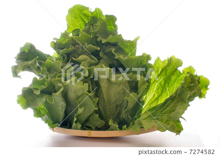 Lettuce lettuce Lettuce lettuce 7274582