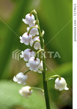 粉色百合 7274621