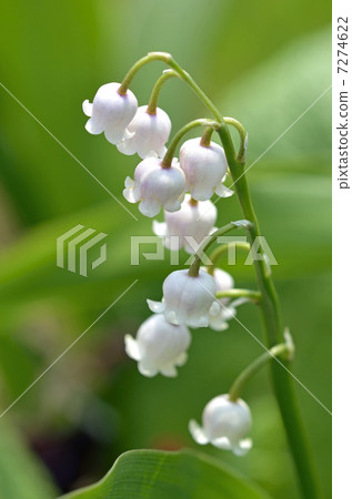 粉色百合 7274622