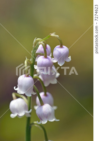 粉色百合 7274623