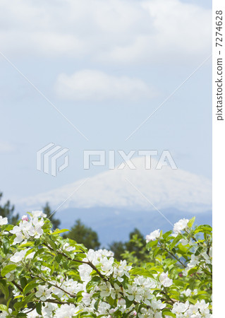 Apple flower and Chokai 7274628