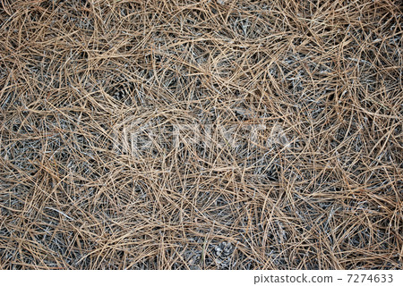 Pine Needles Background 7274633