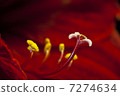 Red Flower Macro 7274634