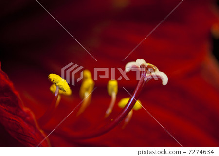 Red Flower Macro 7274634