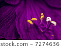 Purple Flower Stamens Macro 7274636