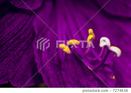 Purple Flower Stamens Macro 7274636