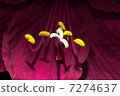 Macro Red Flower Pestle 7274637