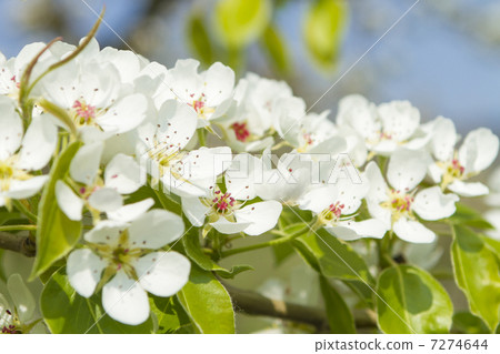 Apple flower Apple flower 7274644