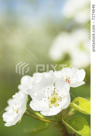 Apple flower 7274646