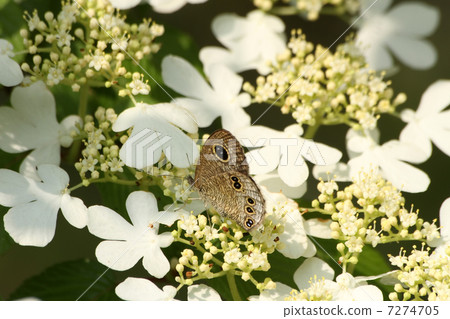 Yabudemari和Shimeira Namijanome 7274705