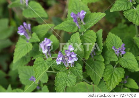 黃芩 黃芩 7274708