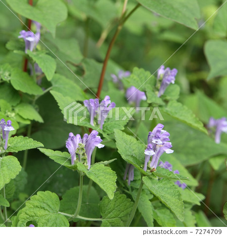 黃芩 黃芩 7274709