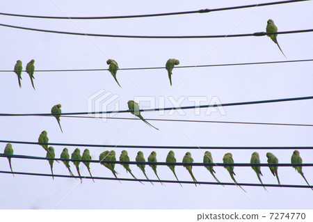A wild silkworm horn-eyed parakeet that stops on a wire in a residential area (Tsukinoiwa parakeet) 7274770