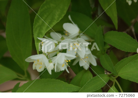 公主Kuroyuki Deutzia gracilis 7275060