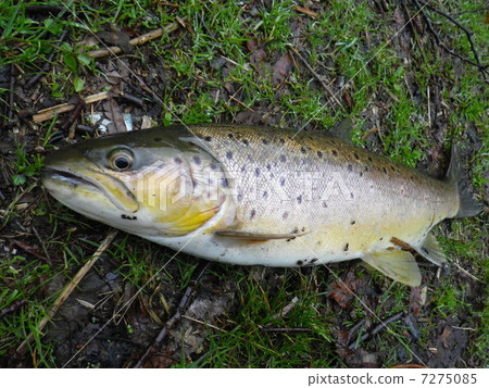 Brown trout 7275085