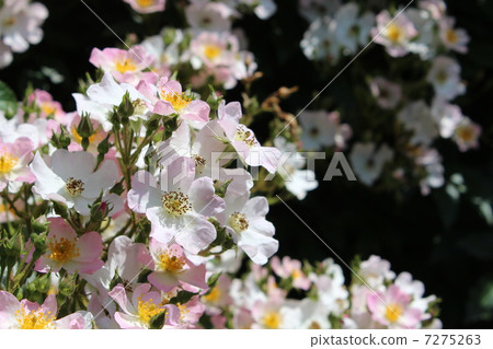 芭蕾舞女演員2 7275263