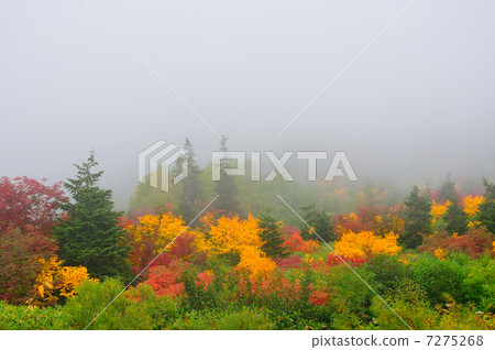 Tateyama Mujigahara的森林 7275268