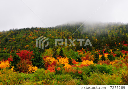 Tateyama Mujigahara的森林 7275269