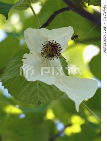 Handkerchief tree flower 7275448