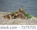 Mallard with children Mallard with children 7275735