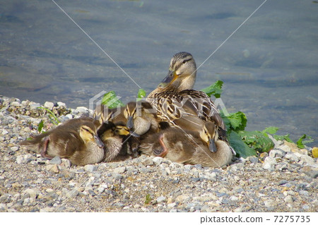 Mallard with children 7275735
